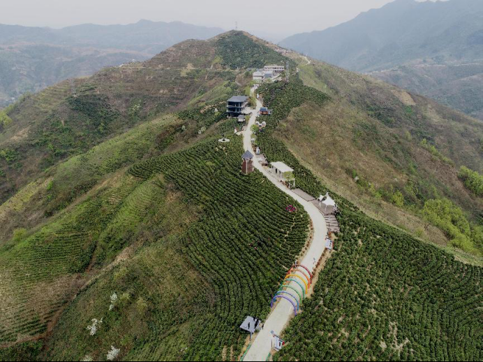 陕西广电融媒体集团农林卫视助力陕西茶区“以茶兴业，以茶富民”
